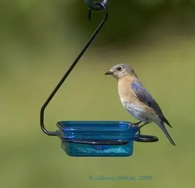 Fruit Jelly Mealworm Feeder – Hanging
