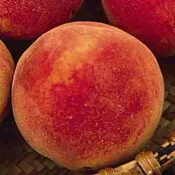 Fruit-Peach-Redhaven Dwarf #7