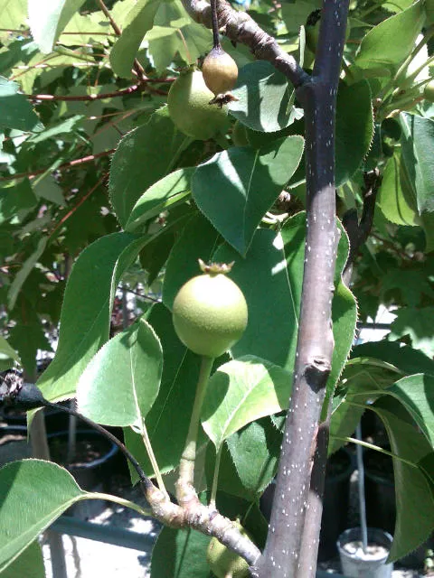 Fruit-Pear-Raja Asian dwf #7