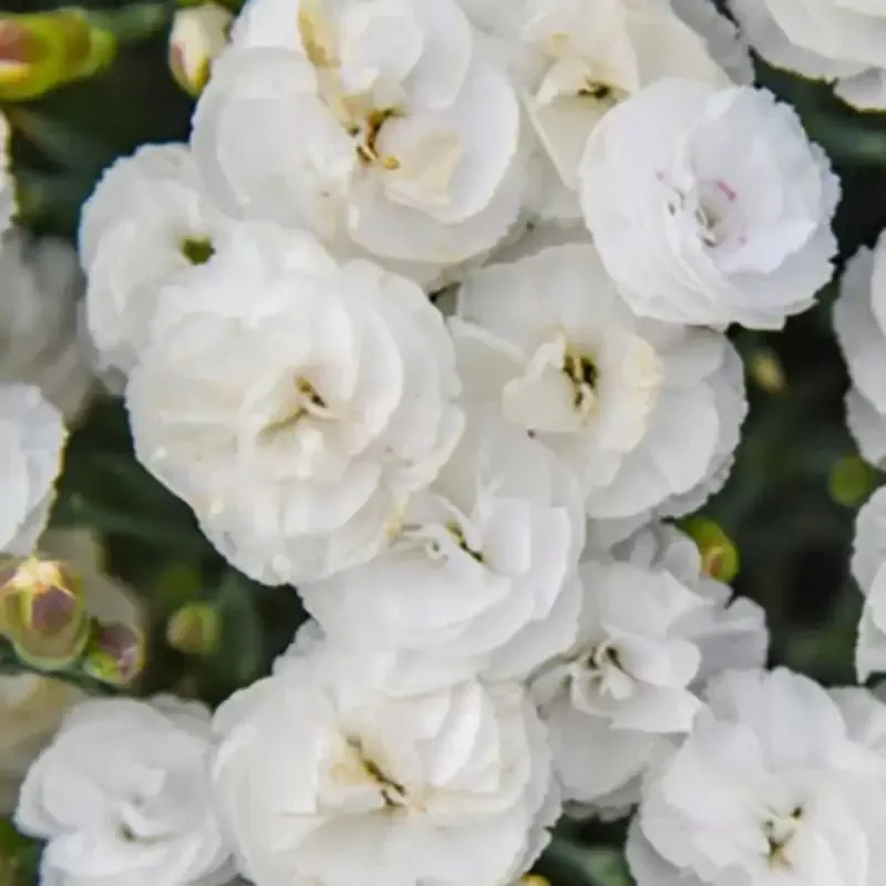 Fruit Punch™ ‘Whipped Cream’ Dianthus