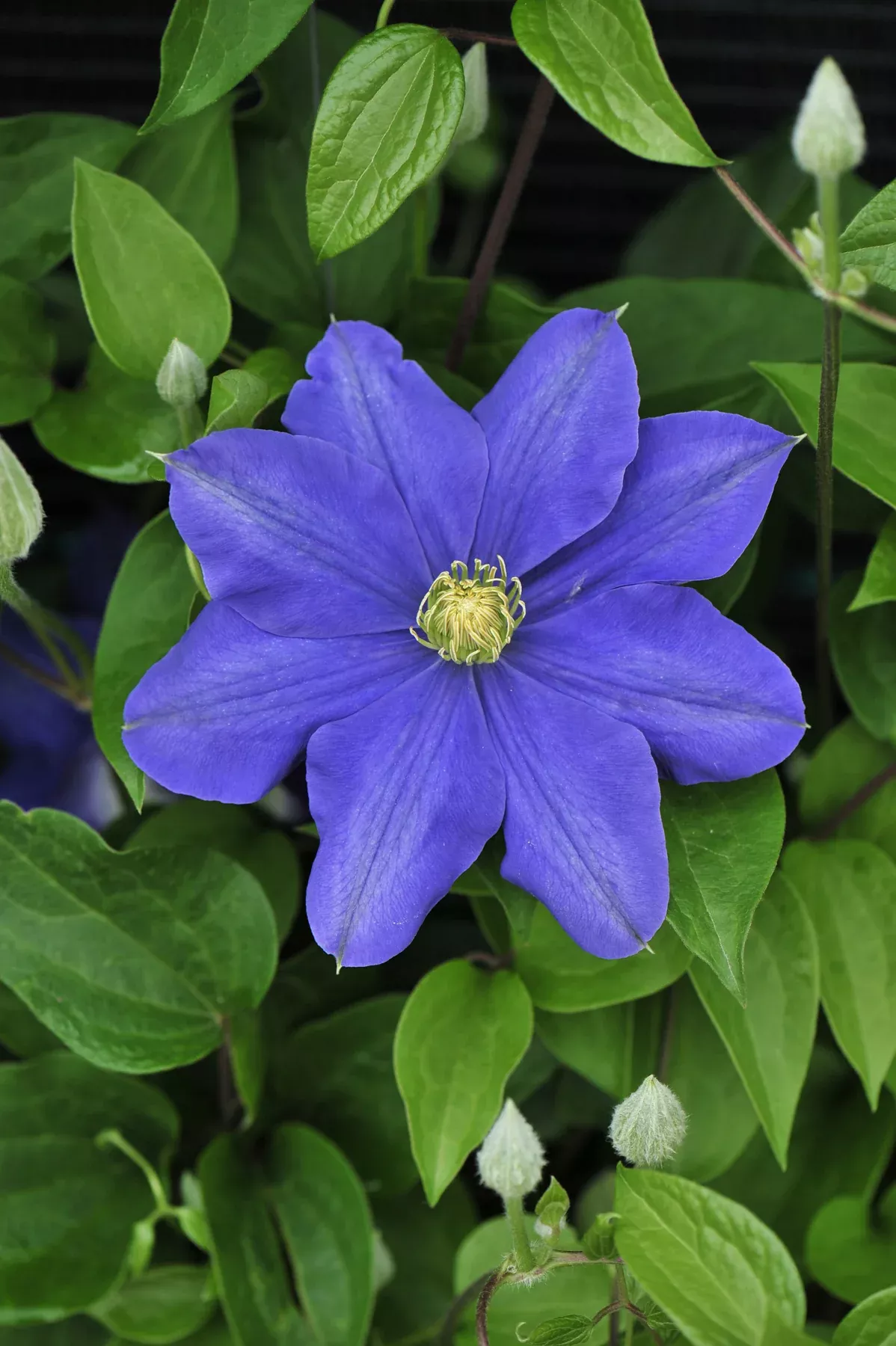 Fujimusume Clematis