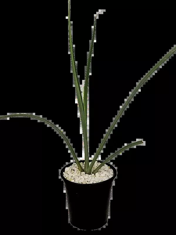 Furcraea macdougalli – MacDougall’s Century Plant