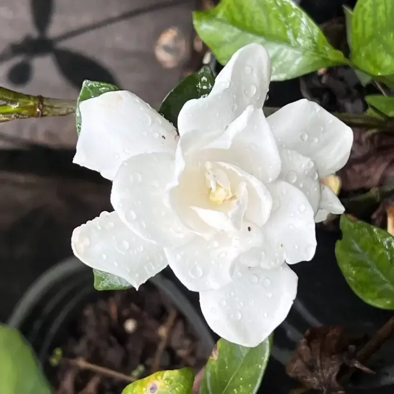 Gardenia Cold Hardy (Double White Blooms)