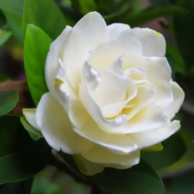 Gardenia Veitchii