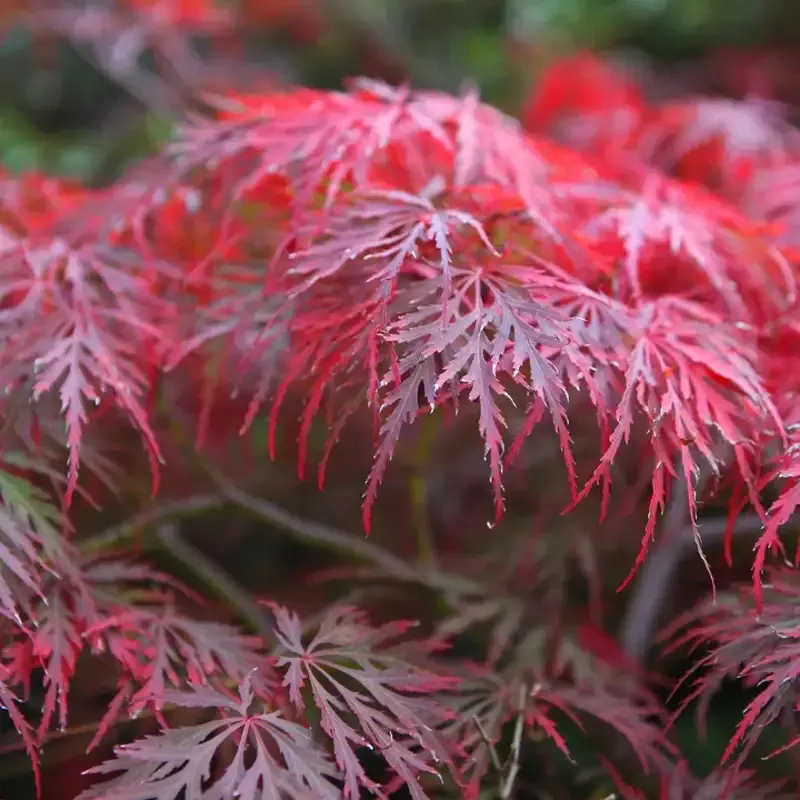 Garnet’ Japanese Maple