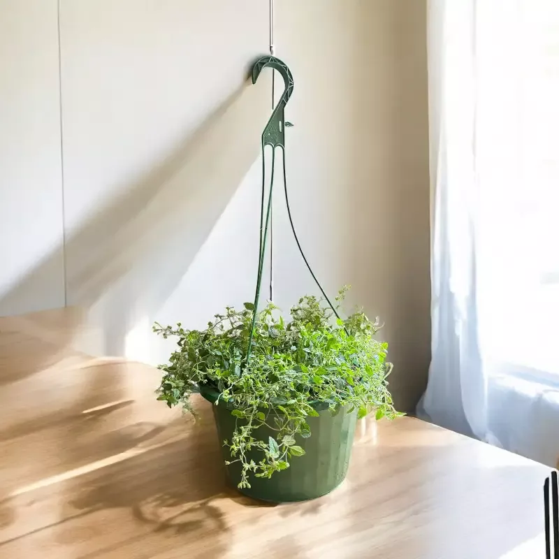Georgia Blue VeronicaHanging Basket