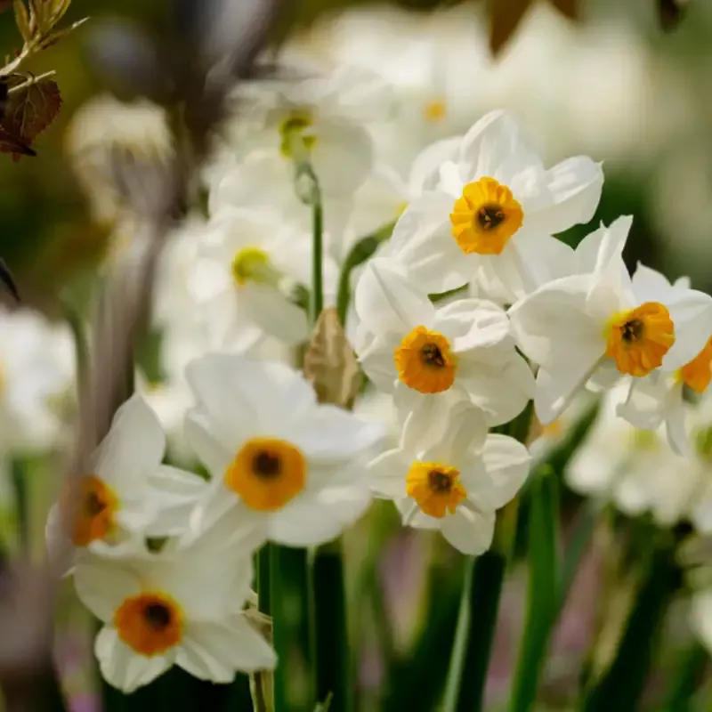 ‘Geranium’ Tazetta Daffodil (Narcissus)