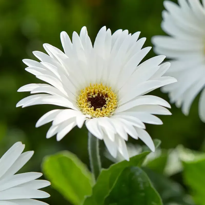 Gerbera ‘Garvinea™ Sweet Frosting’ Gerber Daisy