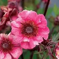 Geum “Tempo Rose’