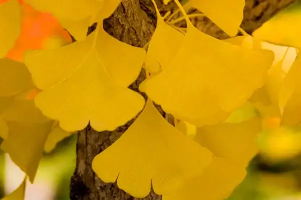 Ginkgo | Autumn Gold Ginkgo