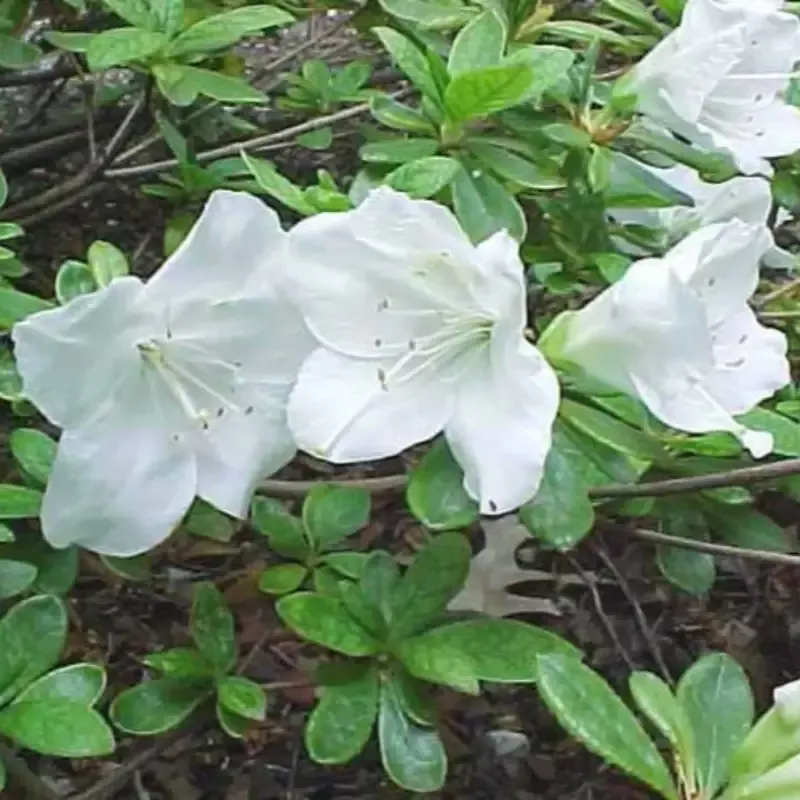 Girard’s Pleasant White Azalea