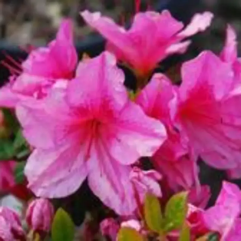 Girard’s Renee MichelleAzalea