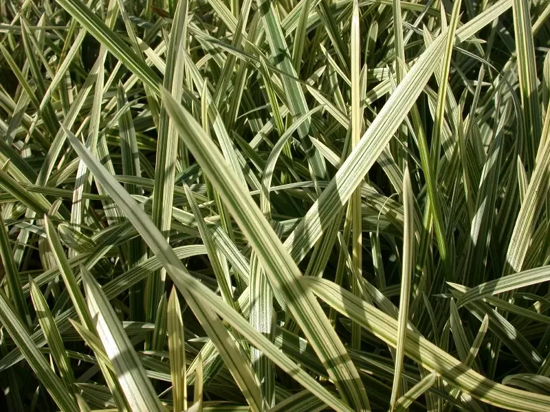 Glyceria maxima aquatics “Variegated Manna Grass”