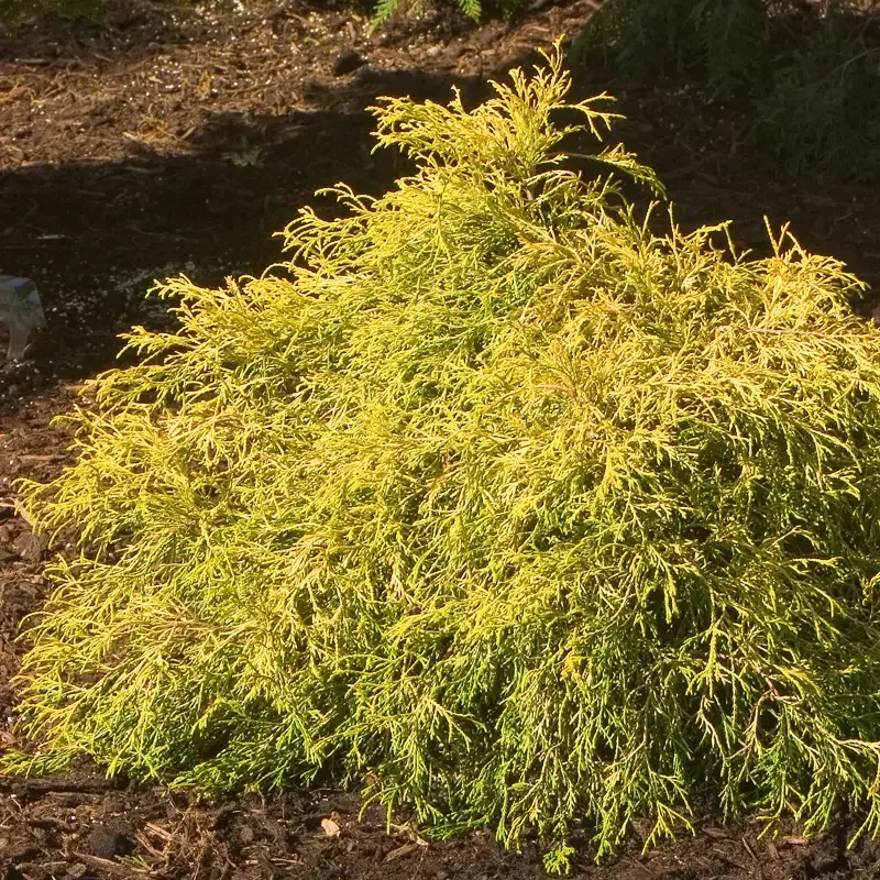 ‘Gold Mop’ False Cypress (Chamaecyparis)