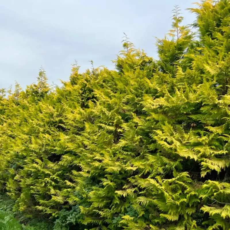 Gold Rider Leyland Cypress