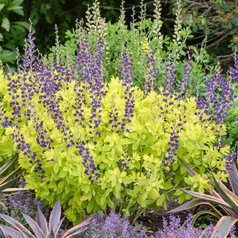 ‘Golden Anniversary’ False Indigo (Baptisia)