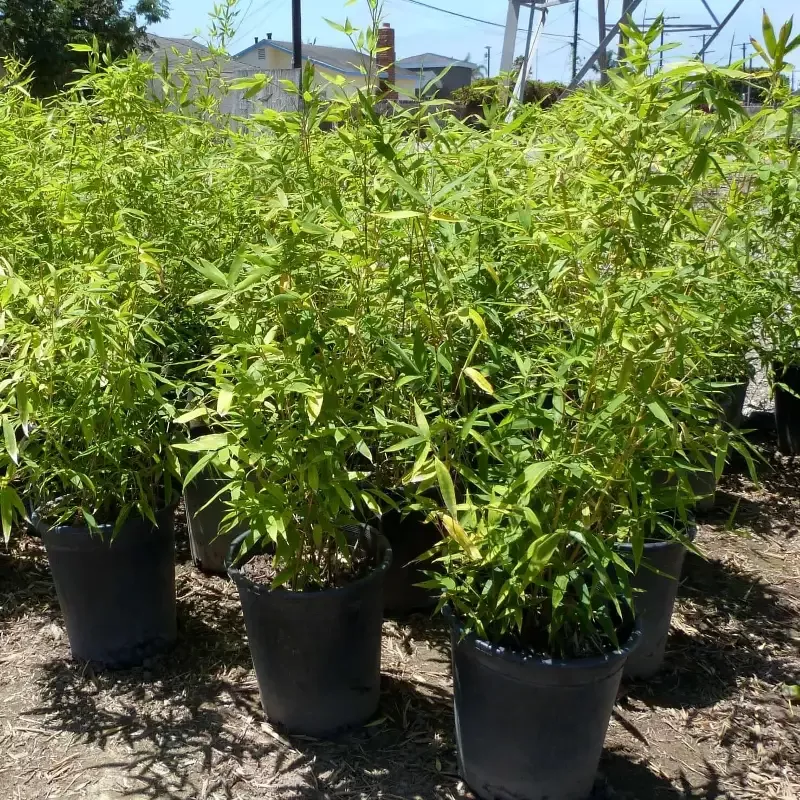 Golden Bamboo