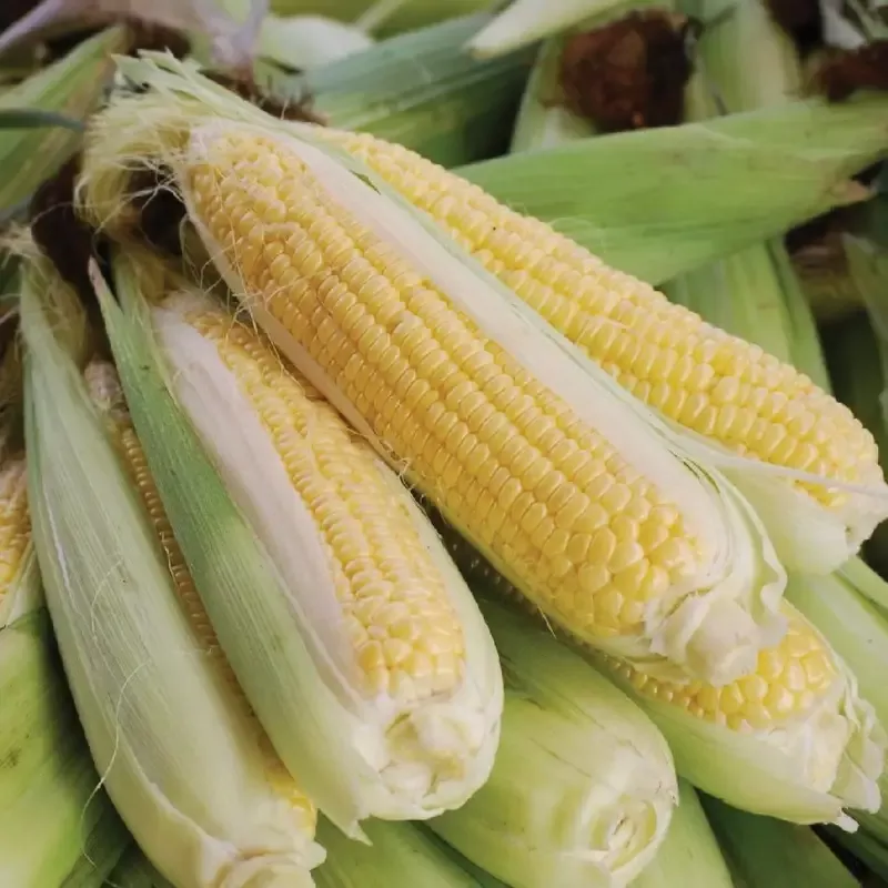 Golden Bantam 12 Corn : 1/4 Pound