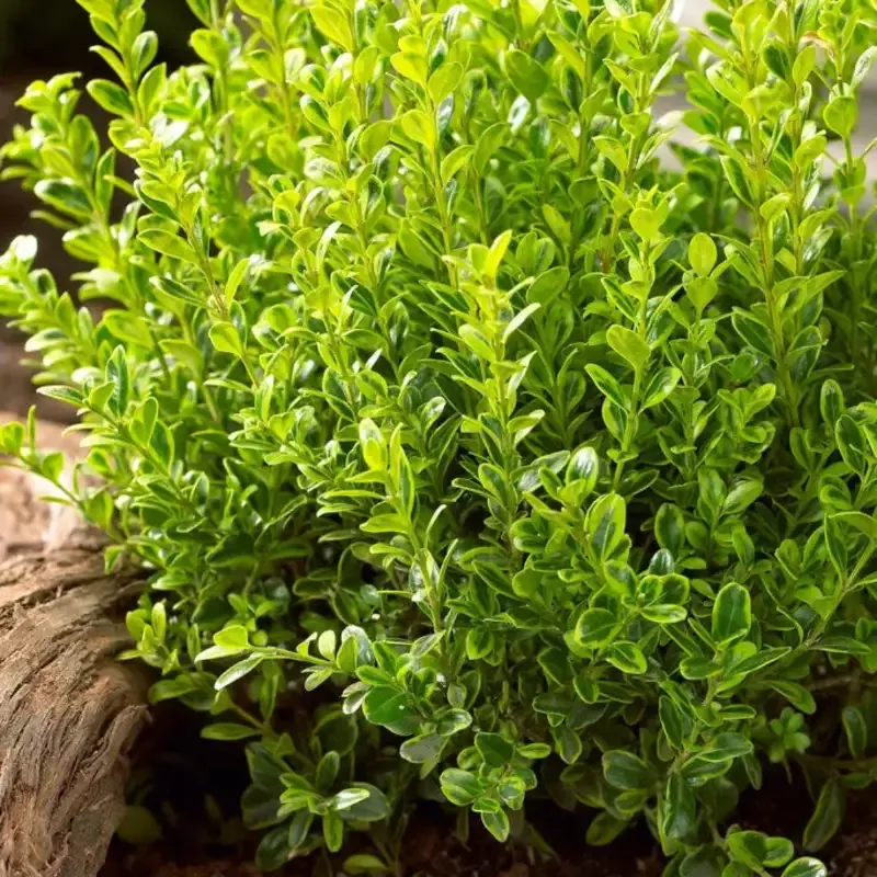Golden Dream Buxus