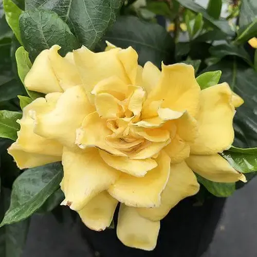 ‘Golden Magic’ Gardenia