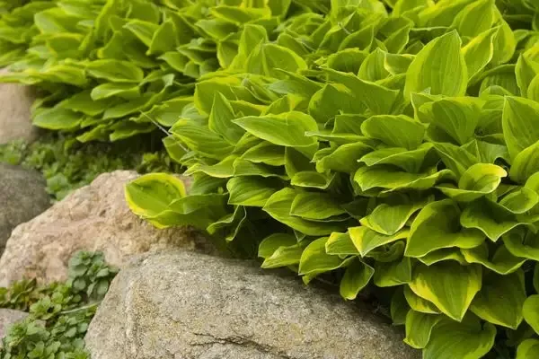 Golden Tiara Hosta
