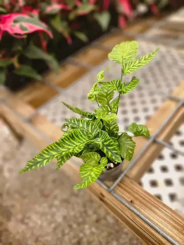 Golden Zebra Bamboo Fern