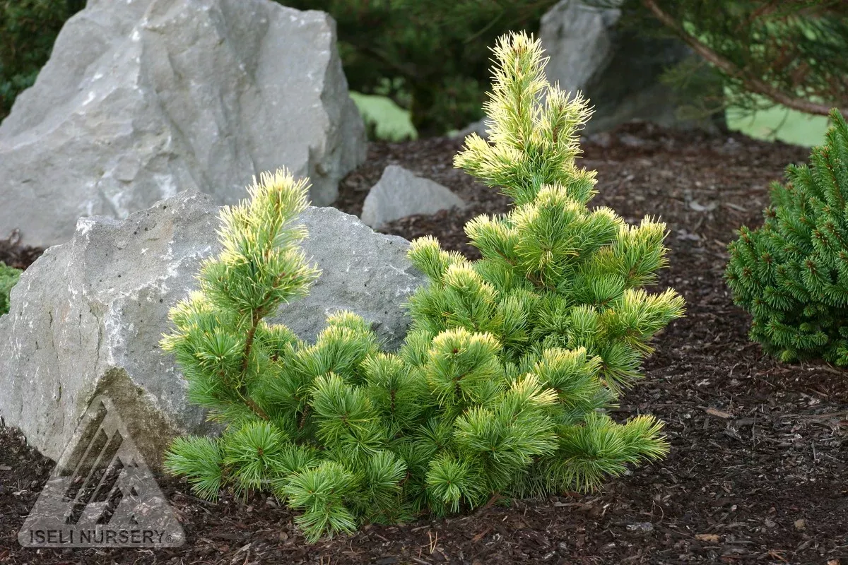Goldilocks Japanese White Pine