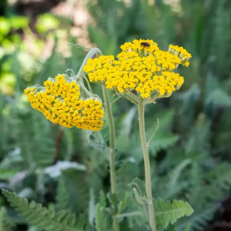 Gorgeous Achillea Coronation Gold