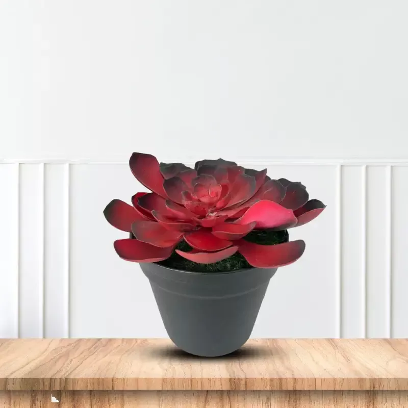 Gorgeous Echeveria in Color of Your Choice – Artificial