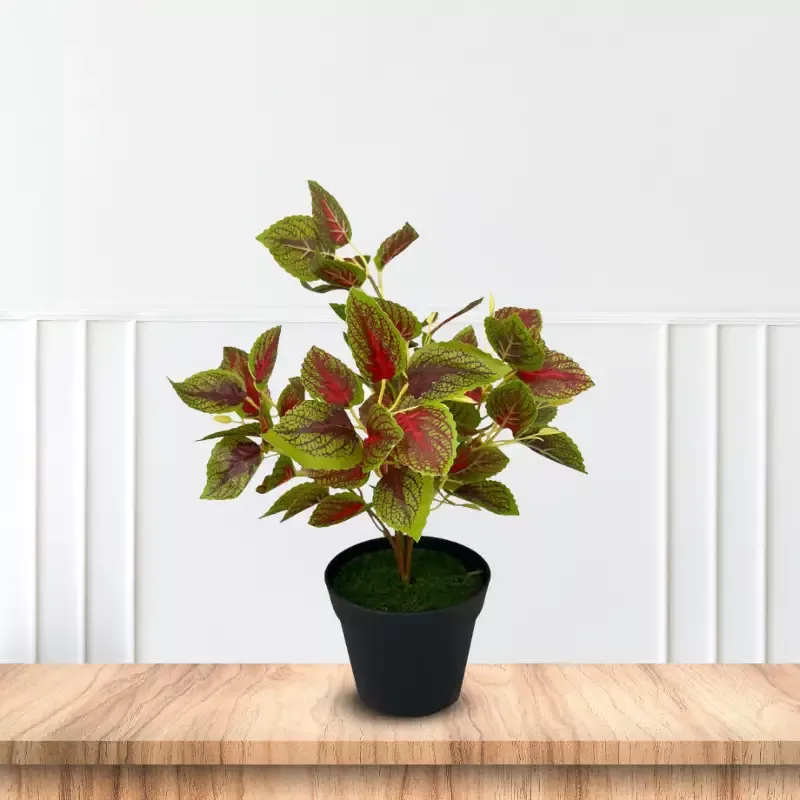 Gorgeous Leaves in Plastic Pot -Good Gift