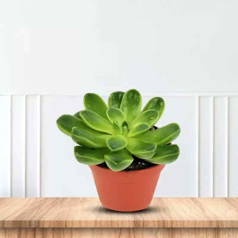 Gorgeous Potted Aeonium – Artificial