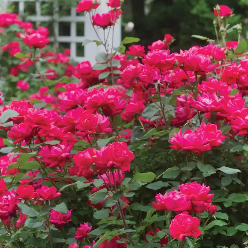 Gorgeous Red Rose (3-4 ft tall)