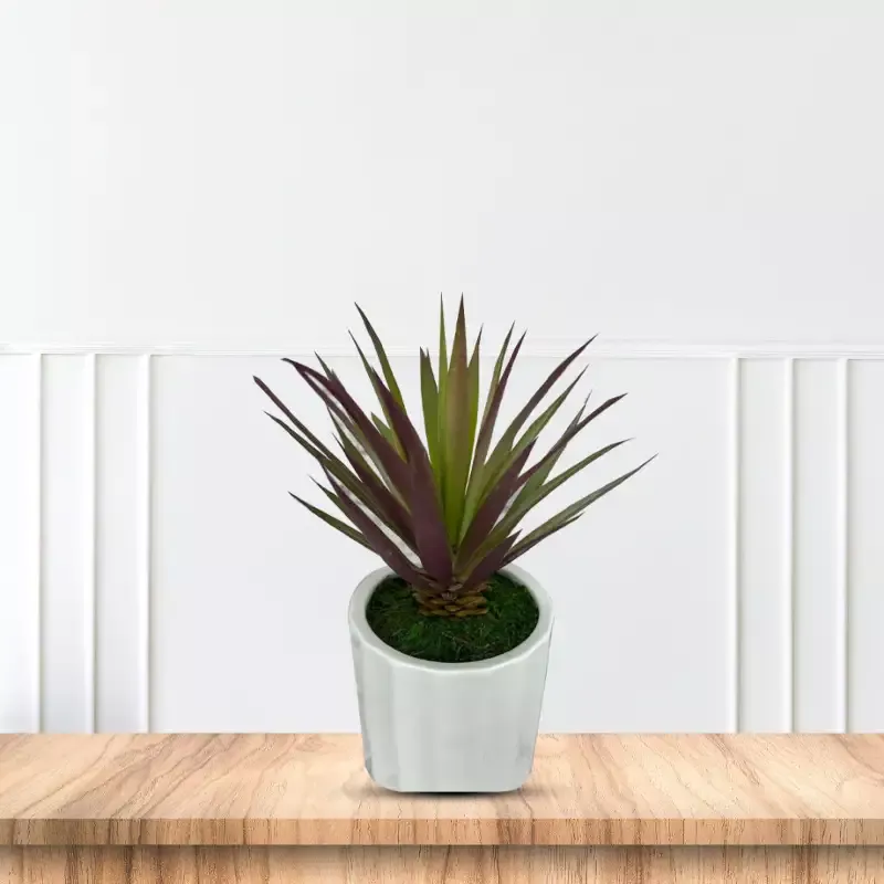 Gorgeous Succulents in Ceramic Pot-Good Gift