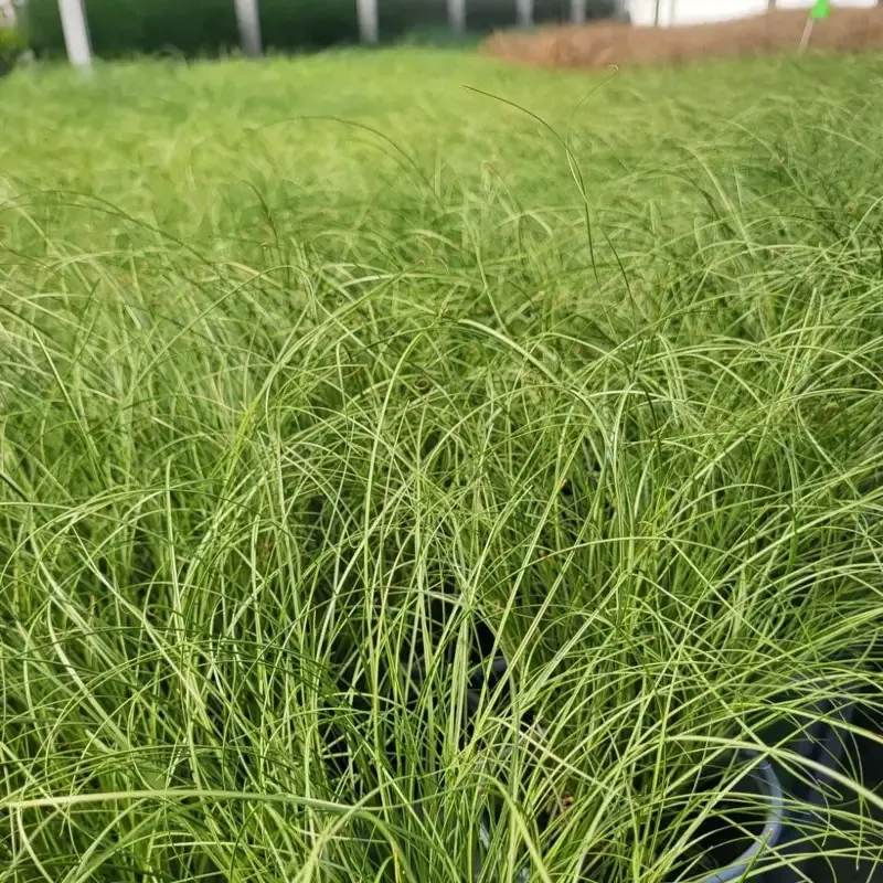 Grass: Carex comans ‘Amazon Mist’ Sedge