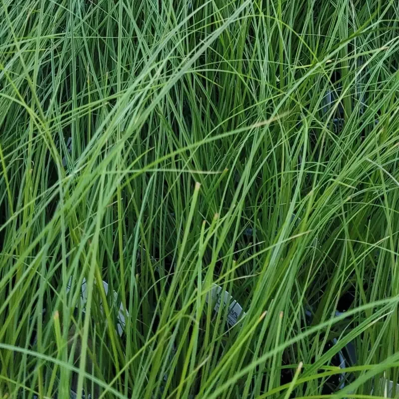 Grass: Carex testacea ‘Prairie Fire’™ Orange Sedge – [EG]
