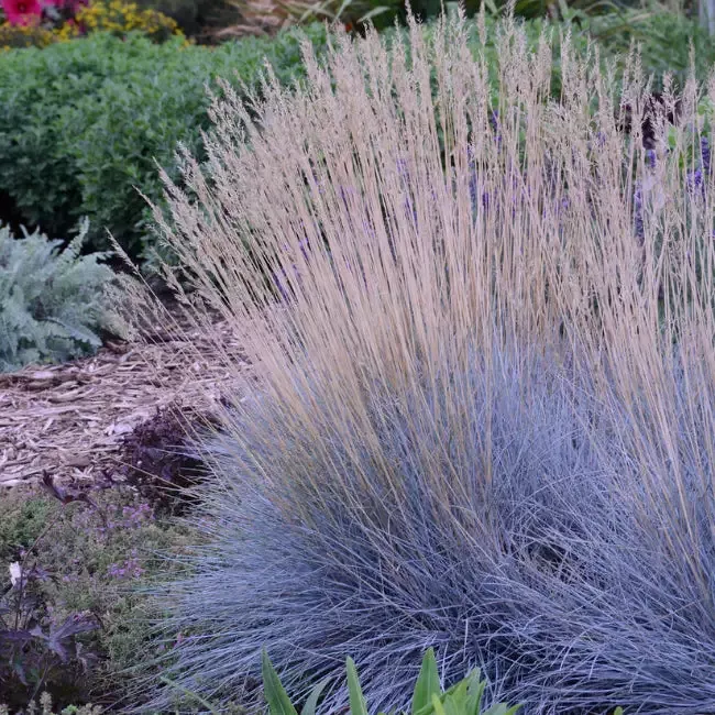 Grass: Festuca glauca Blue Fescue – [EG]