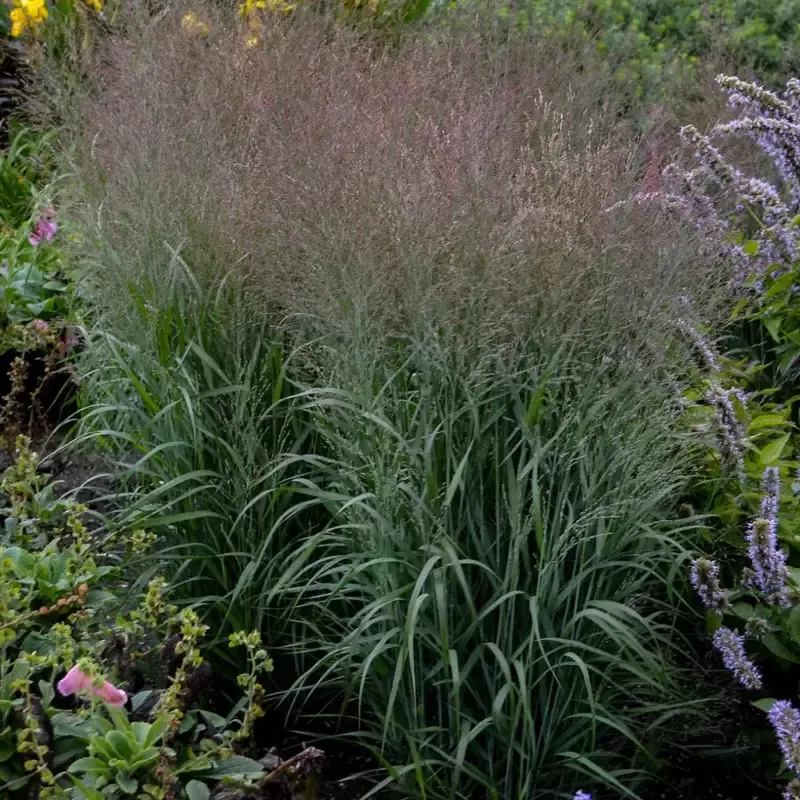 Grass: Panicum ‘Apache Rose’ Switchgrass
