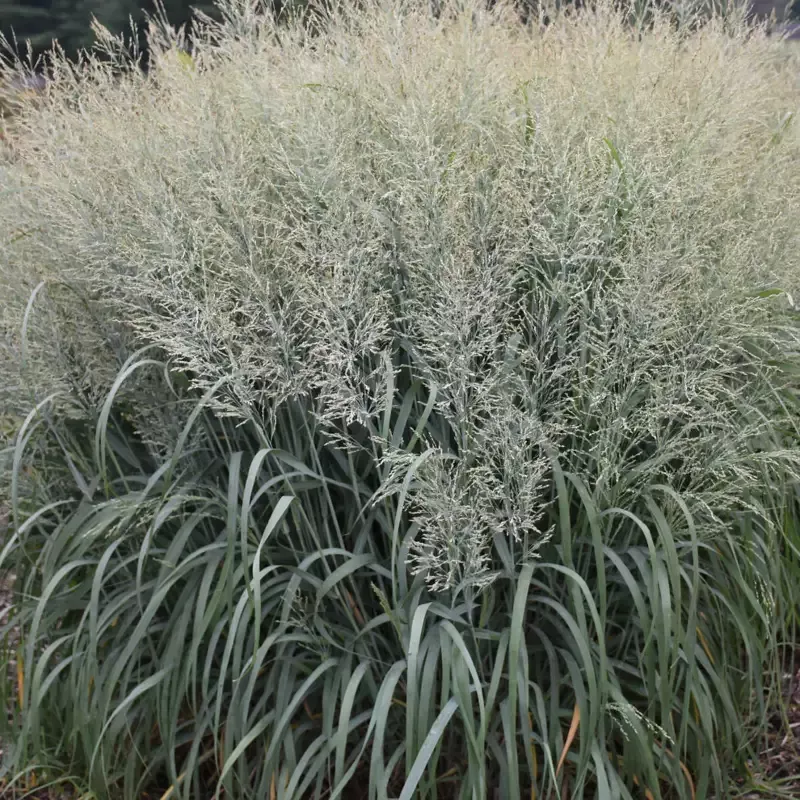 Grass: Panicum v. Prairie Winds ‘Niagara Falls’ – [EG]