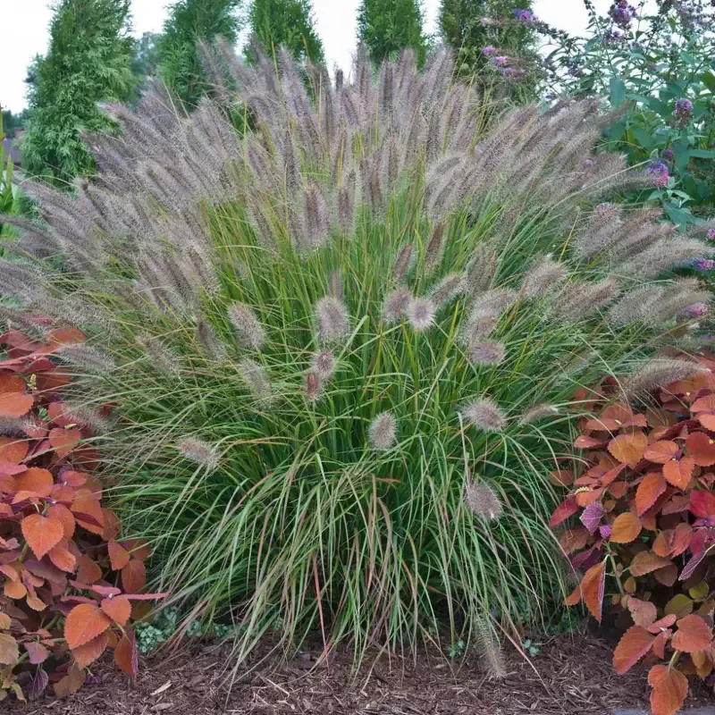 Grass: Pennisetum ‘Desert Plains’ Fountain Grass – [EG]