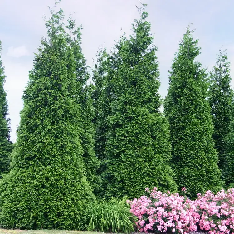 ‘Green Giant’ Arborvitae (Thuja)