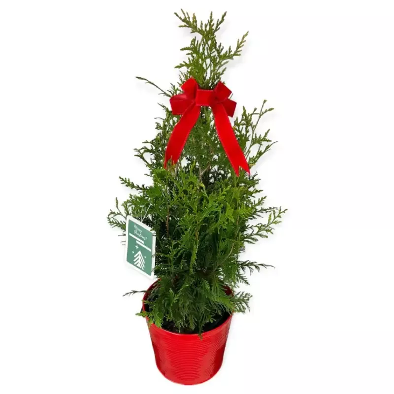 Green Giant Thuja Arborvitae Treemakes great privacy fence – (Christmas Tree)