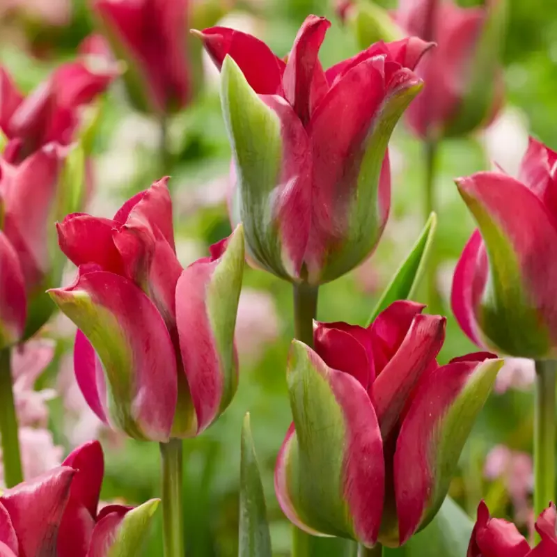 ‘Green Love’ Viridiflora Tulip