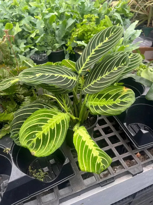 Green Prayer Plant (Maranta)