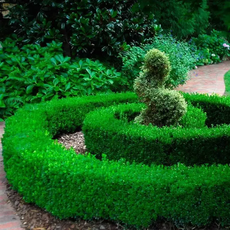 ‘Green Velvet’ Boxwood (Buxus)