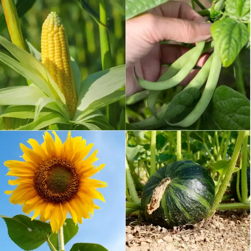 Grow Your Own Three SistersKit
