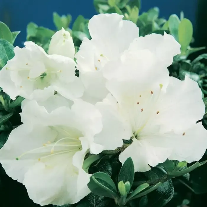Gumpo WhiteMiniature Dwarf Azalea