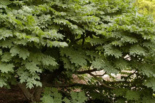 Gymnocladus – Kentucky Coffeetree