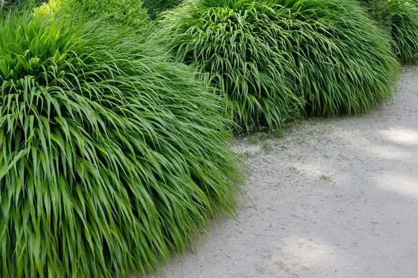 Hakonechloa – Japanese Forest Grass