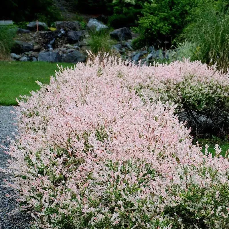 ‘Hakuro Nishiki’ Dappled Willow (Salix)