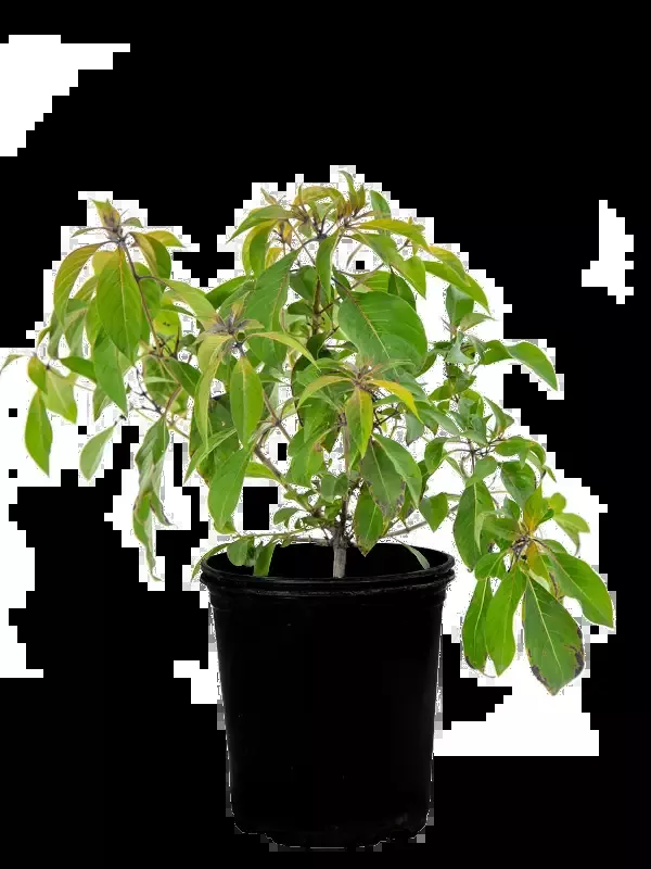 Hamelia patens – Hummingbird Bush